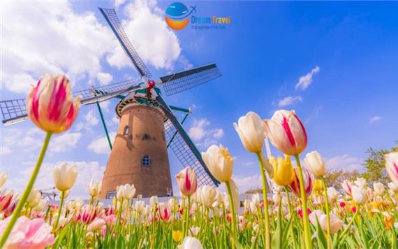 Tour Nhật Bản Mùa Hoa Anh Đào 5N4Đ: Lễ Hội Sakura Tulip